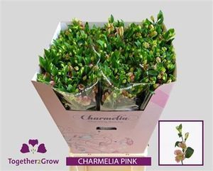 ALSTROEMERIA CHARMELIA  ROSE 85
